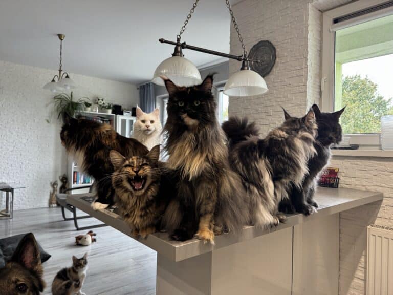 kalkulator ciaze kotki stado