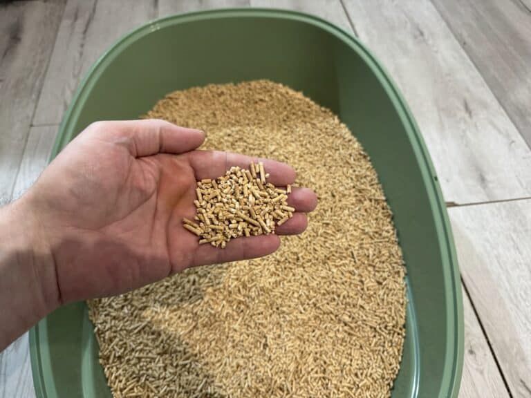 test AnimaxKot kuweta przed zamknięciem