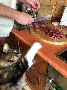 BARF dla kota - Mhorag