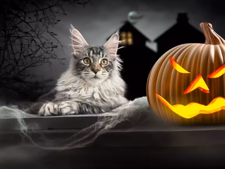 #site_title #tagline