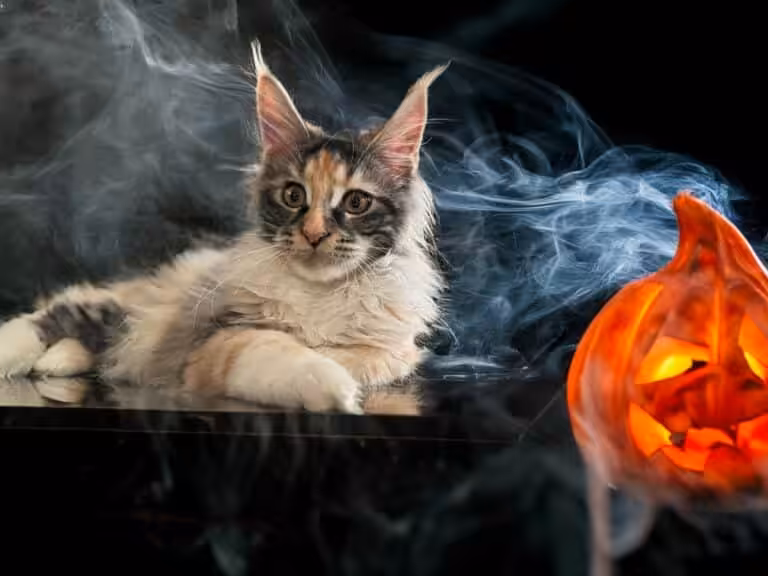 #site_title #tagline