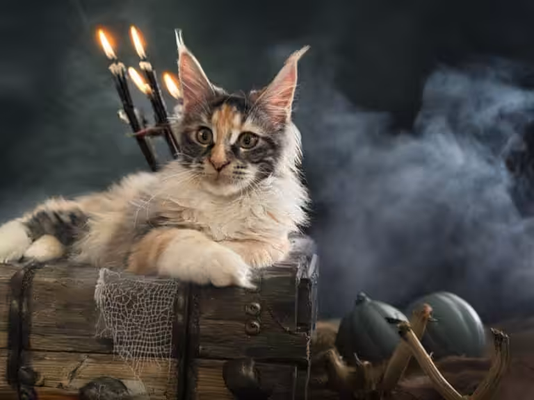 #site_title #tagline