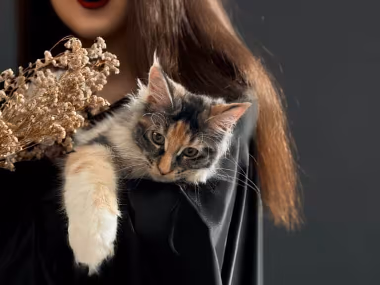 #site_title #tagline