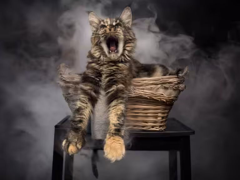 #site_title #tagline