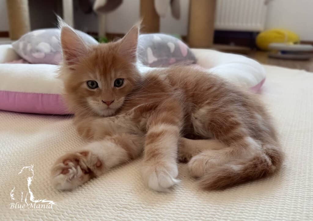 Archiwum Miotów | Poprzednie Kocięta Maine Coon - Blue Mania 12 Hodowla Maine Coon Archiwum Miotów | Poprzednie Kocięta Maine Coon - Blue Mania 12