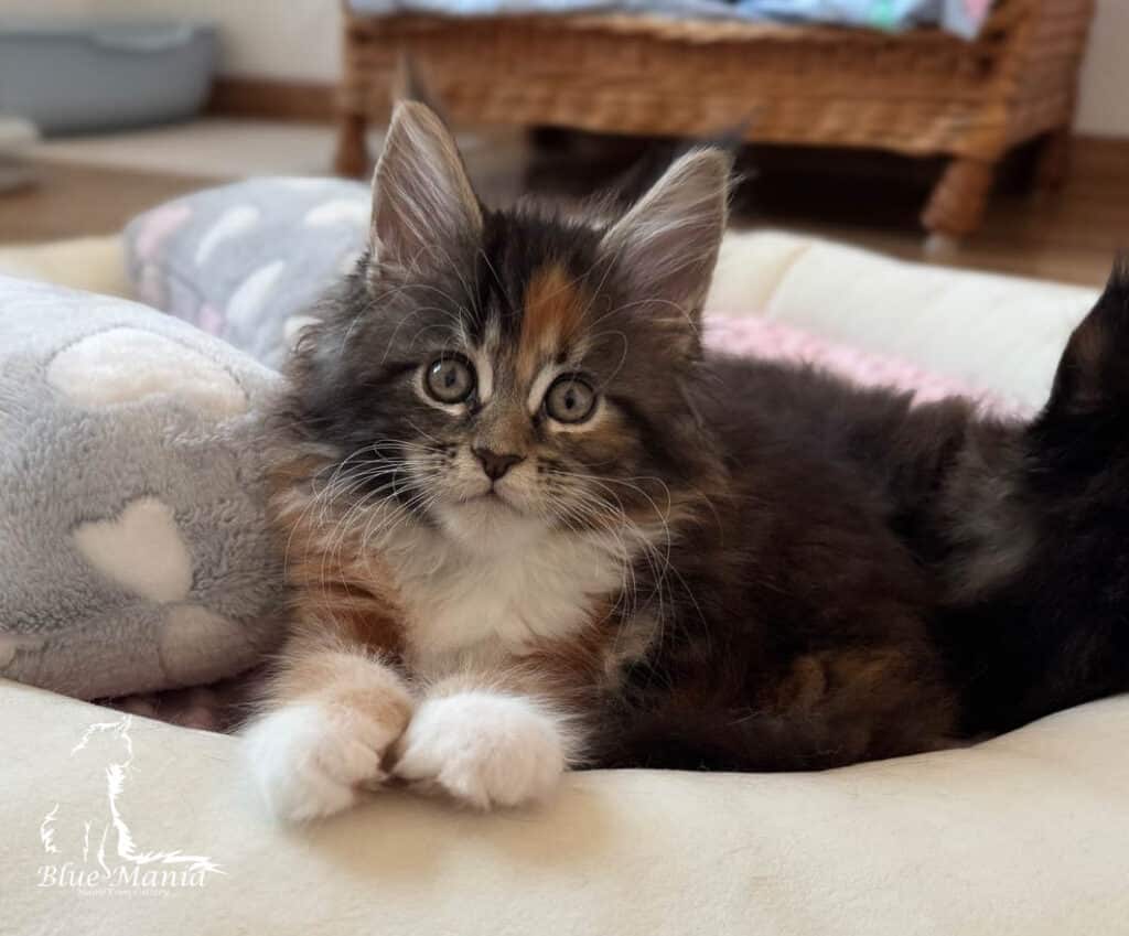 Archiwum Miotów | Poprzednie Kocięta Maine Coon - Blue Mania 13 Hodowla Maine Coon Archiwum Miotów | Poprzednie Kocięta Maine Coon - Blue Mania 13