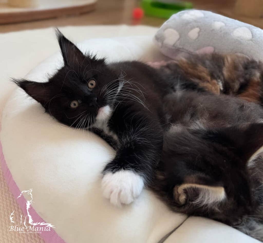 Archiwum Miotów | Poprzednie Kocięta Maine Coon - Blue Mania 9 Hodowla Maine Coon Archiwum Miotów | Poprzednie Kocięta Maine Coon - Blue Mania 9