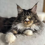 Amber Blue Mania jeden