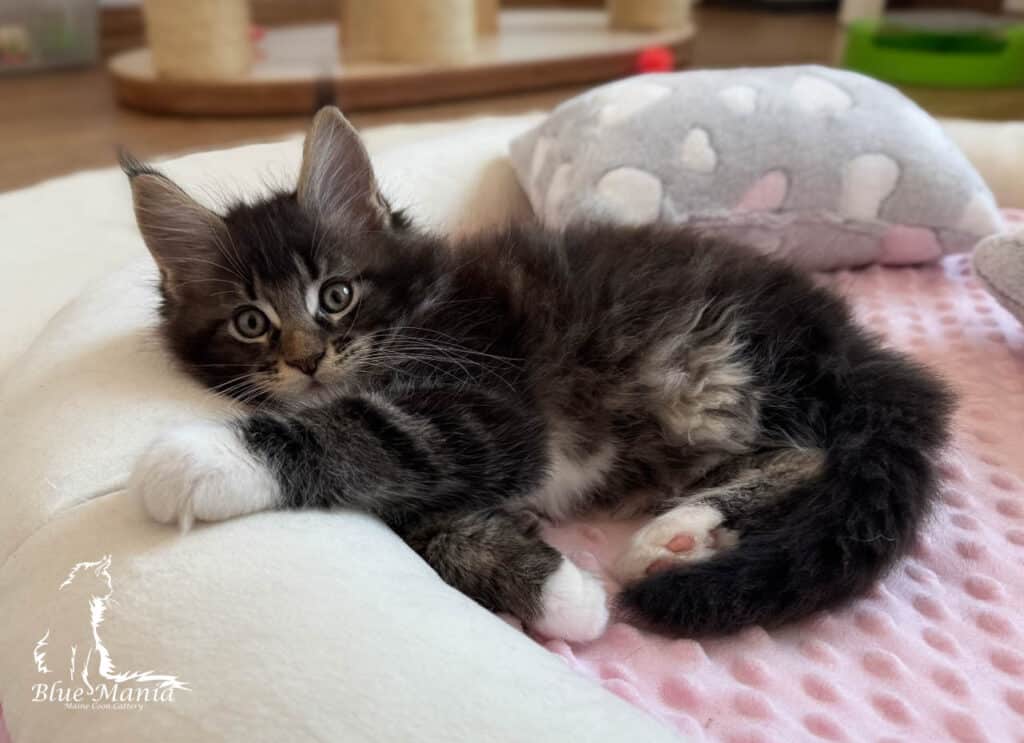Archiwum Miotów | Poprzednie Kocięta Maine Coon - Blue Mania 10 Hodowla Maine Coon Archiwum Miotów | Poprzednie Kocięta Maine Coon - Blue Mania 10