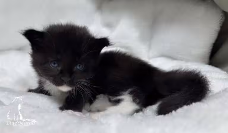 #site_title #tagline