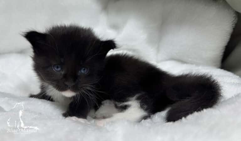 #site_title #tagline