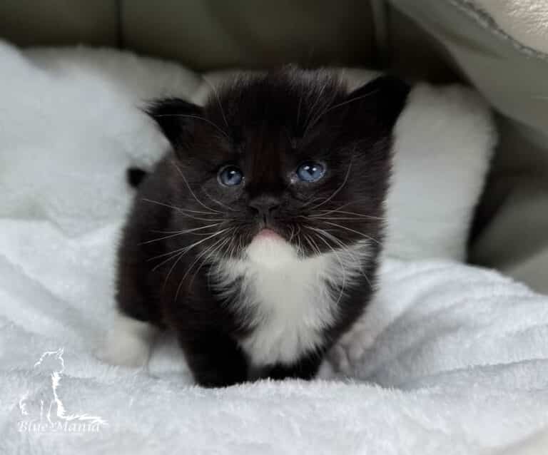 #site_title #tagline