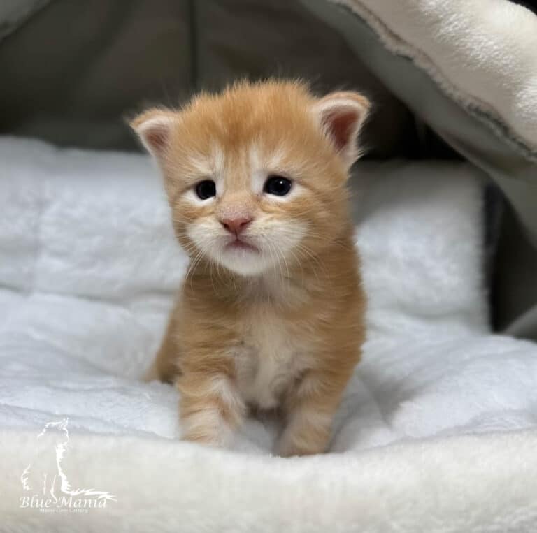 #site_title #tagline