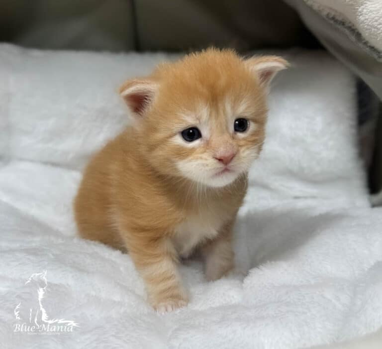 #site_title #tagline