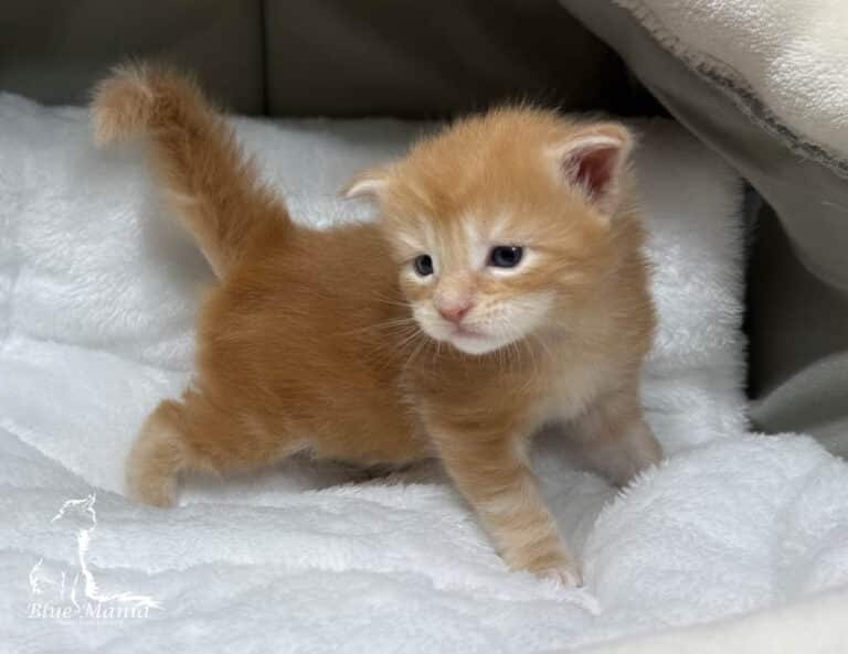 #site_title #tagline