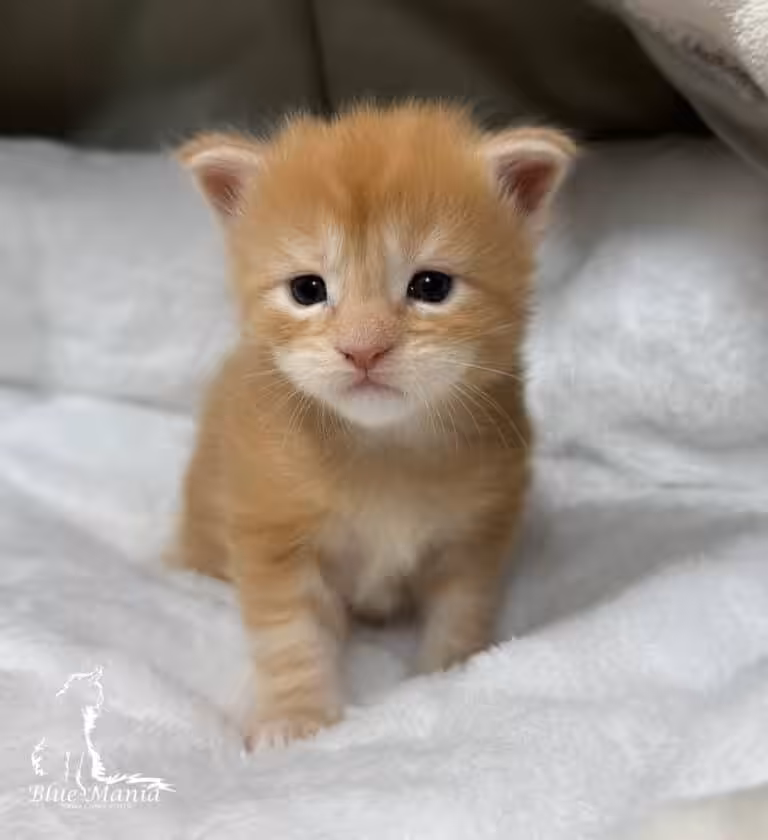 #site_title #tagline