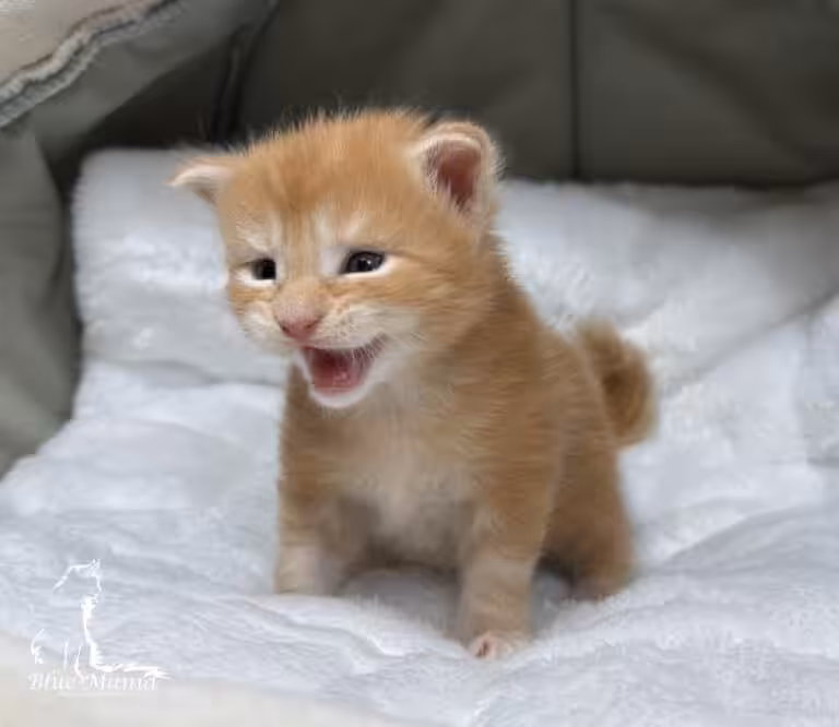 #site_title #tagline