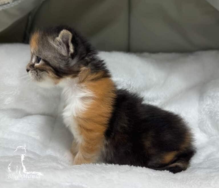 #site_title #tagline