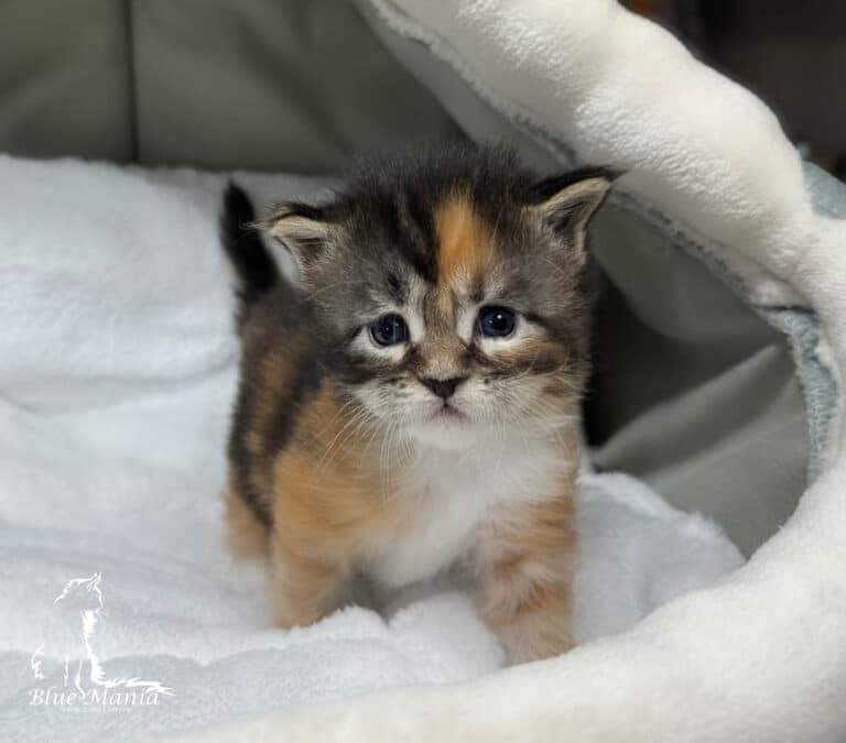 #site_title #tagline