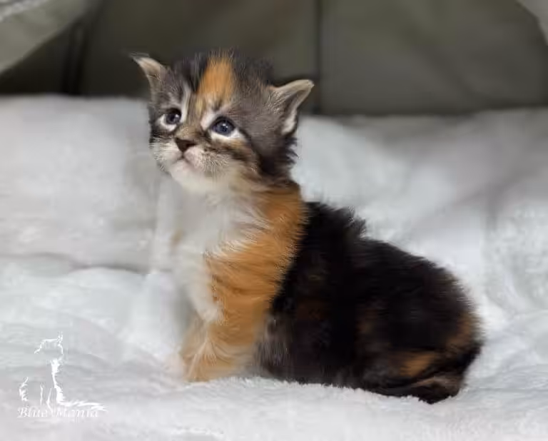 #site_title #tagline