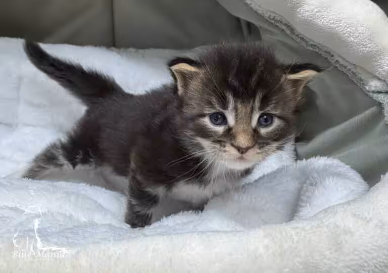 #site_title #tagline