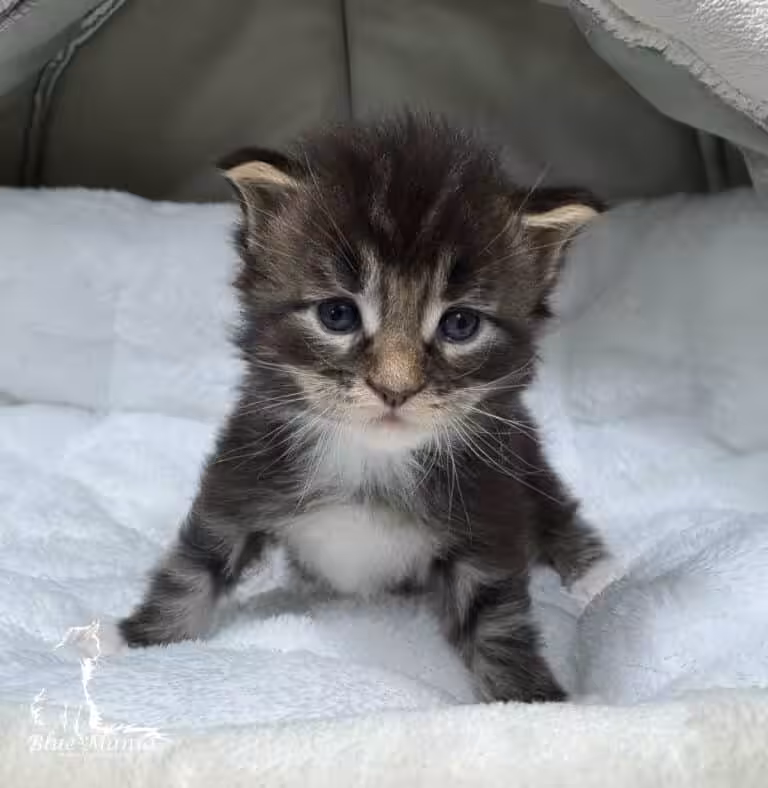 #site_title #tagline