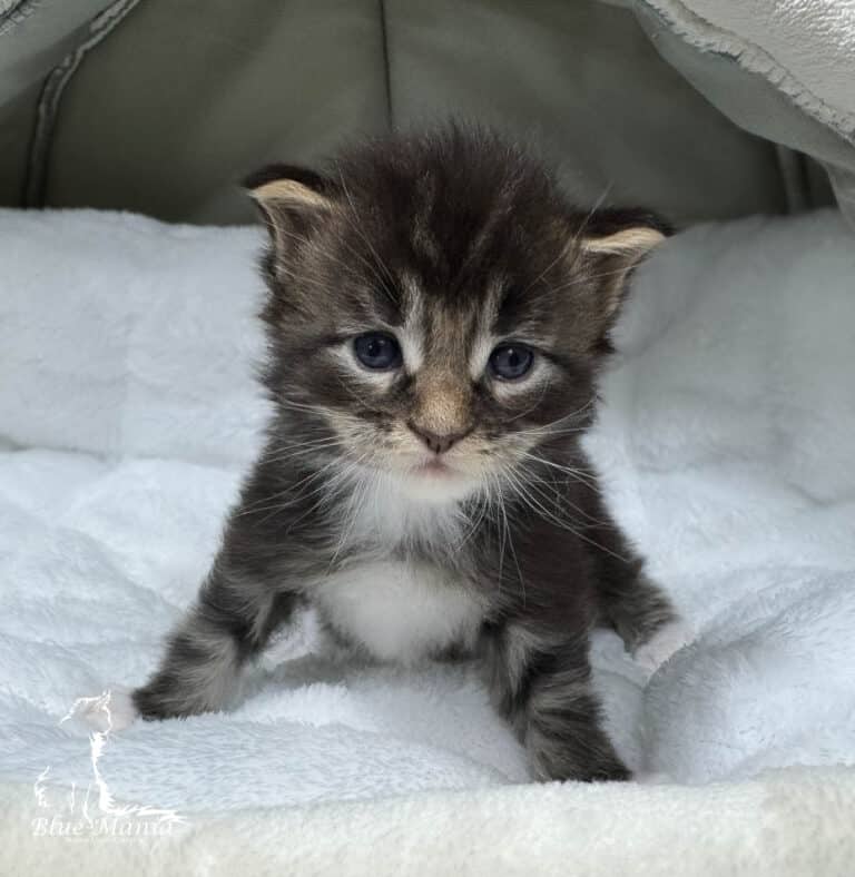 #site_title #tagline