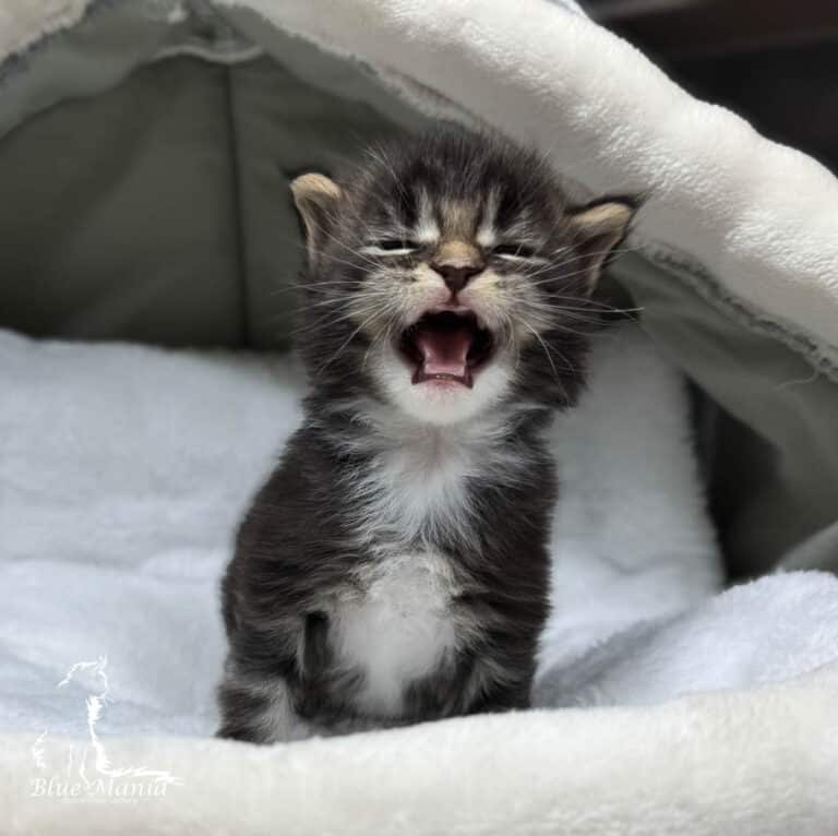 #site_title #tagline