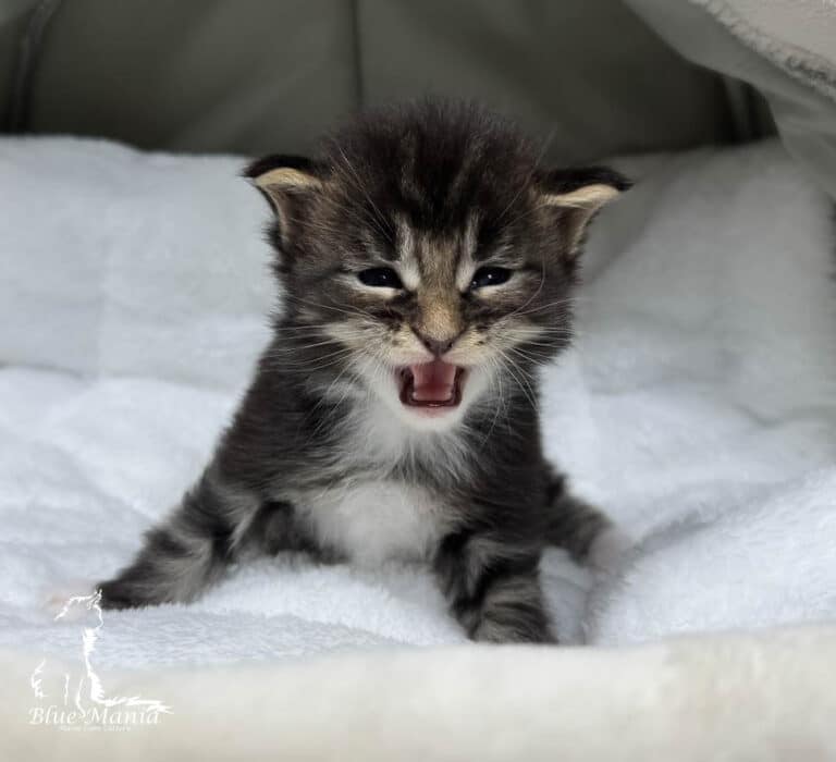 #site_title #tagline