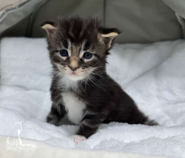 #site_title #tagline