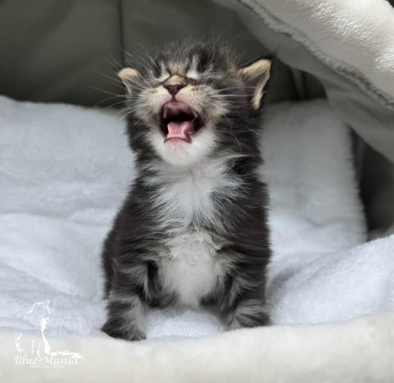 #site_title #tagline