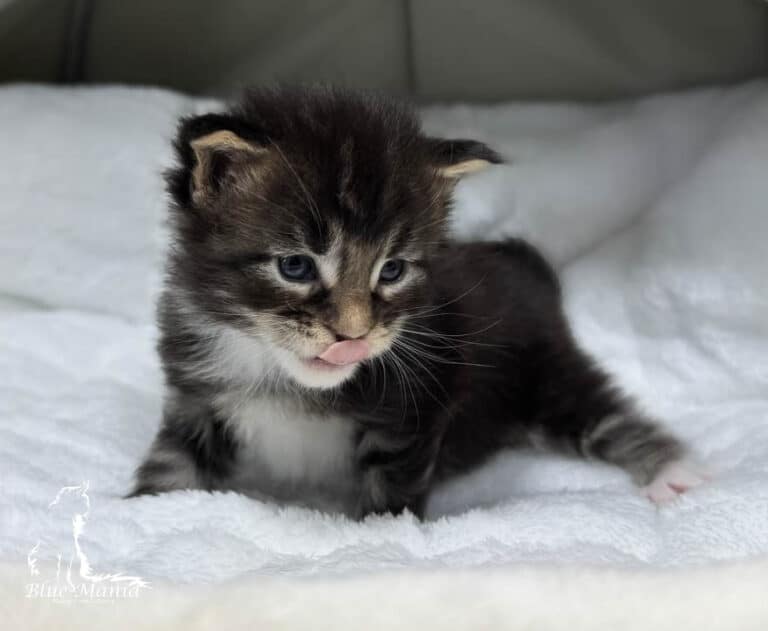 #site_title #tagline