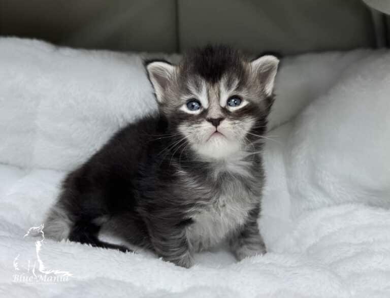 #site_title #tagline