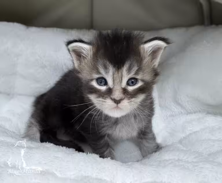 #site_title #tagline