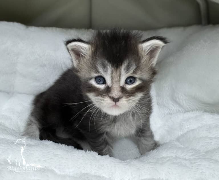 #site_title #tagline