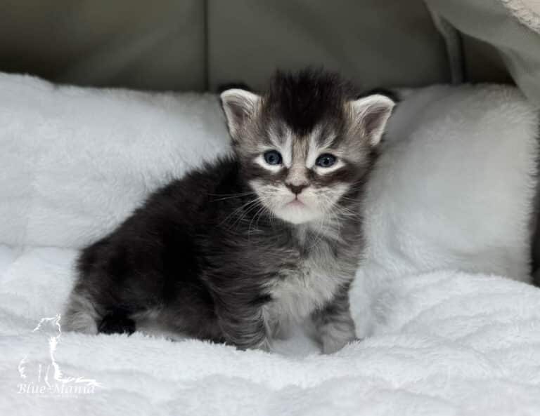 #site_title #tagline