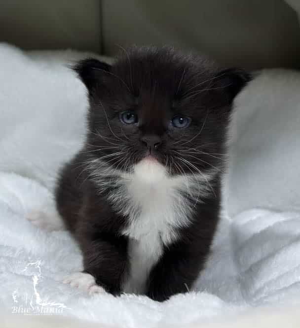 #site_title #tagline