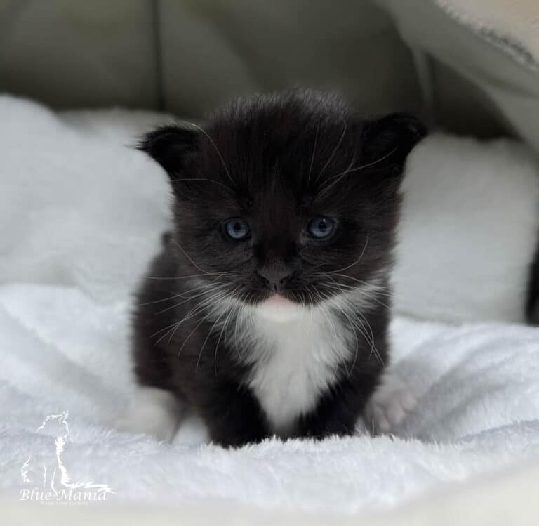 #site_title #tagline