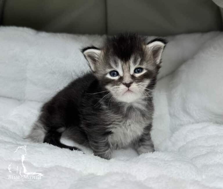 #site_title #tagline