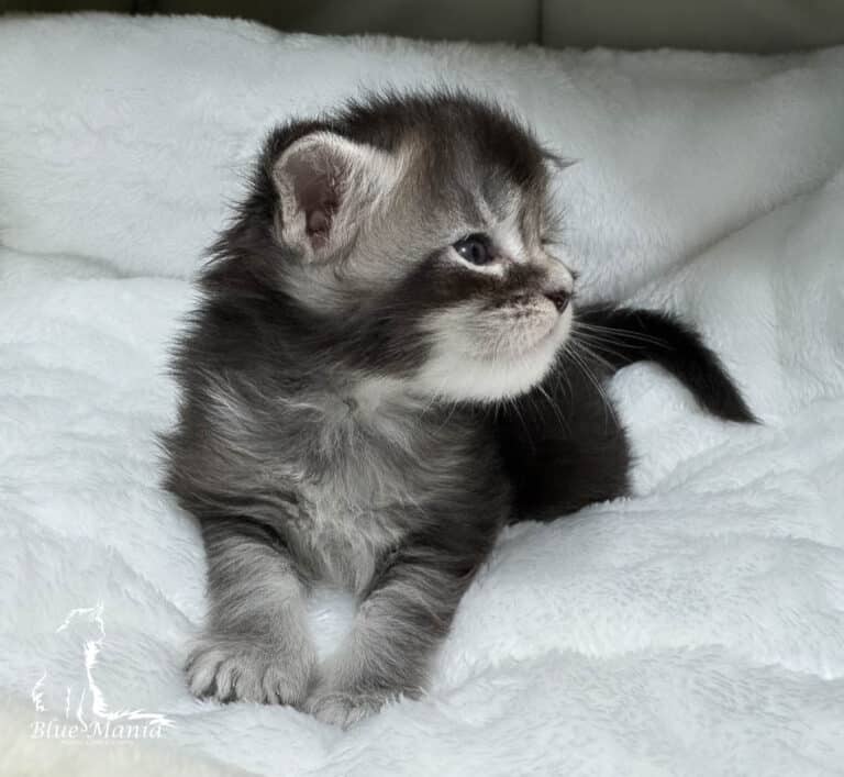 #site_title #tagline