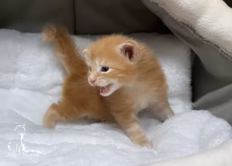 #site_title #tagline