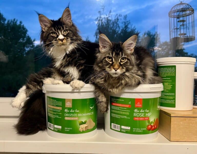 surowe czy gotowane moje maine coon