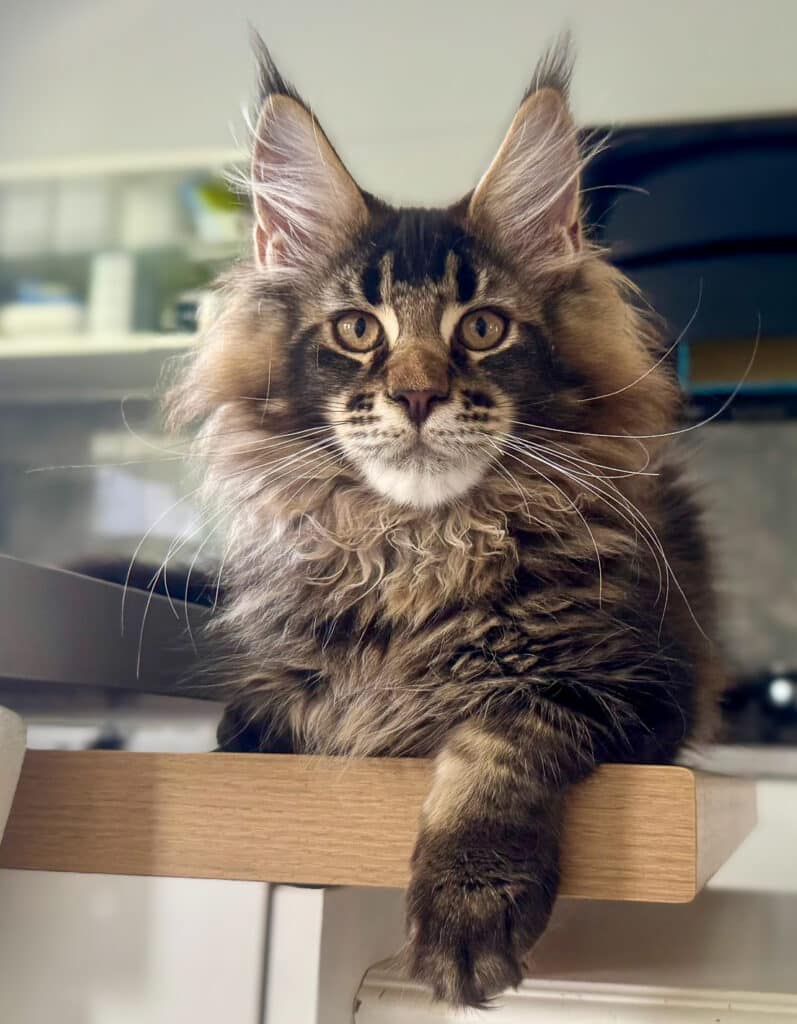 Archiwum Miotów | Poprzednie Kocięta Maine Coon - Blue Mania 5 Hodowla Maine Coon Archiwum Miotów | Poprzednie Kocięta Maine Coon - Blue Mania 5