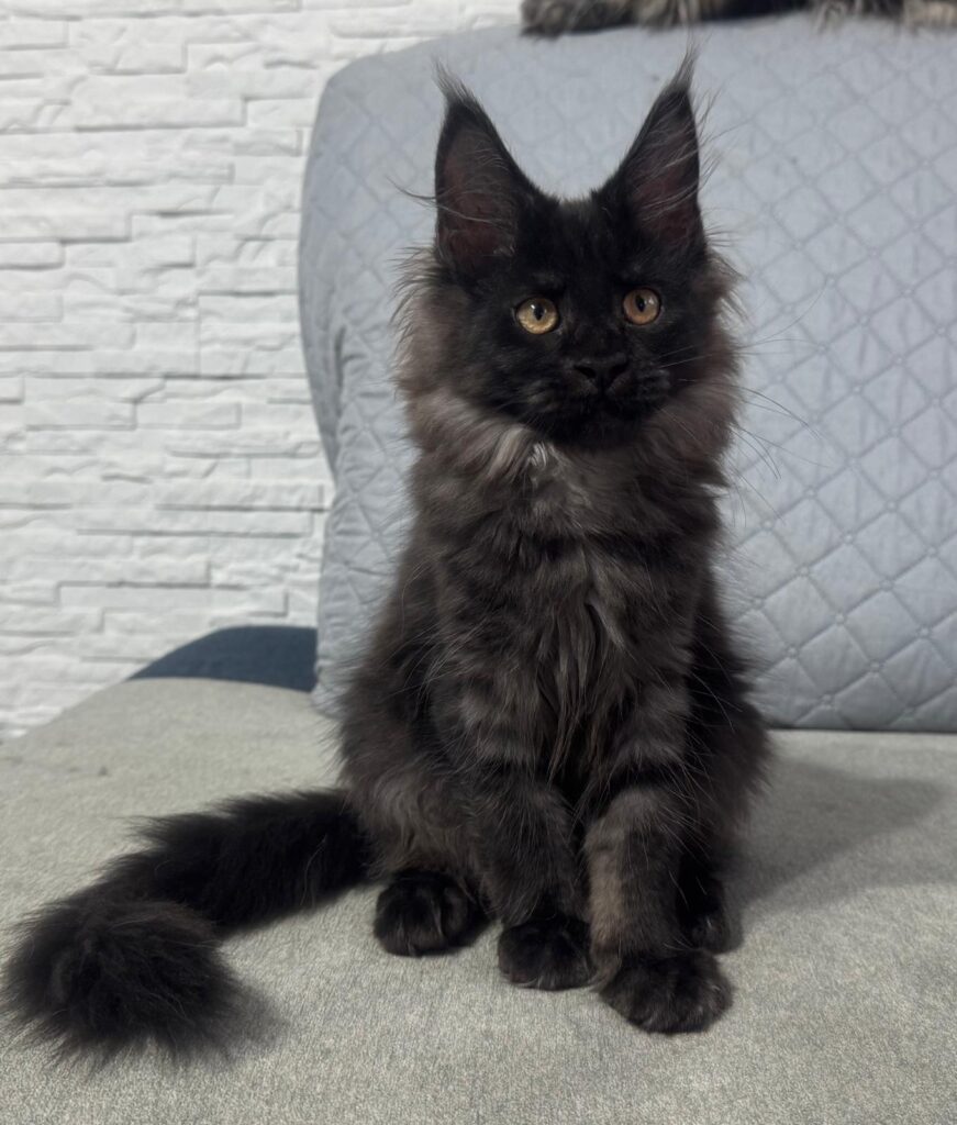 Hodowla Maine Coon Archiwum Miotów | Poprzednie Kocięta Maine Coon - Blue Mania 3