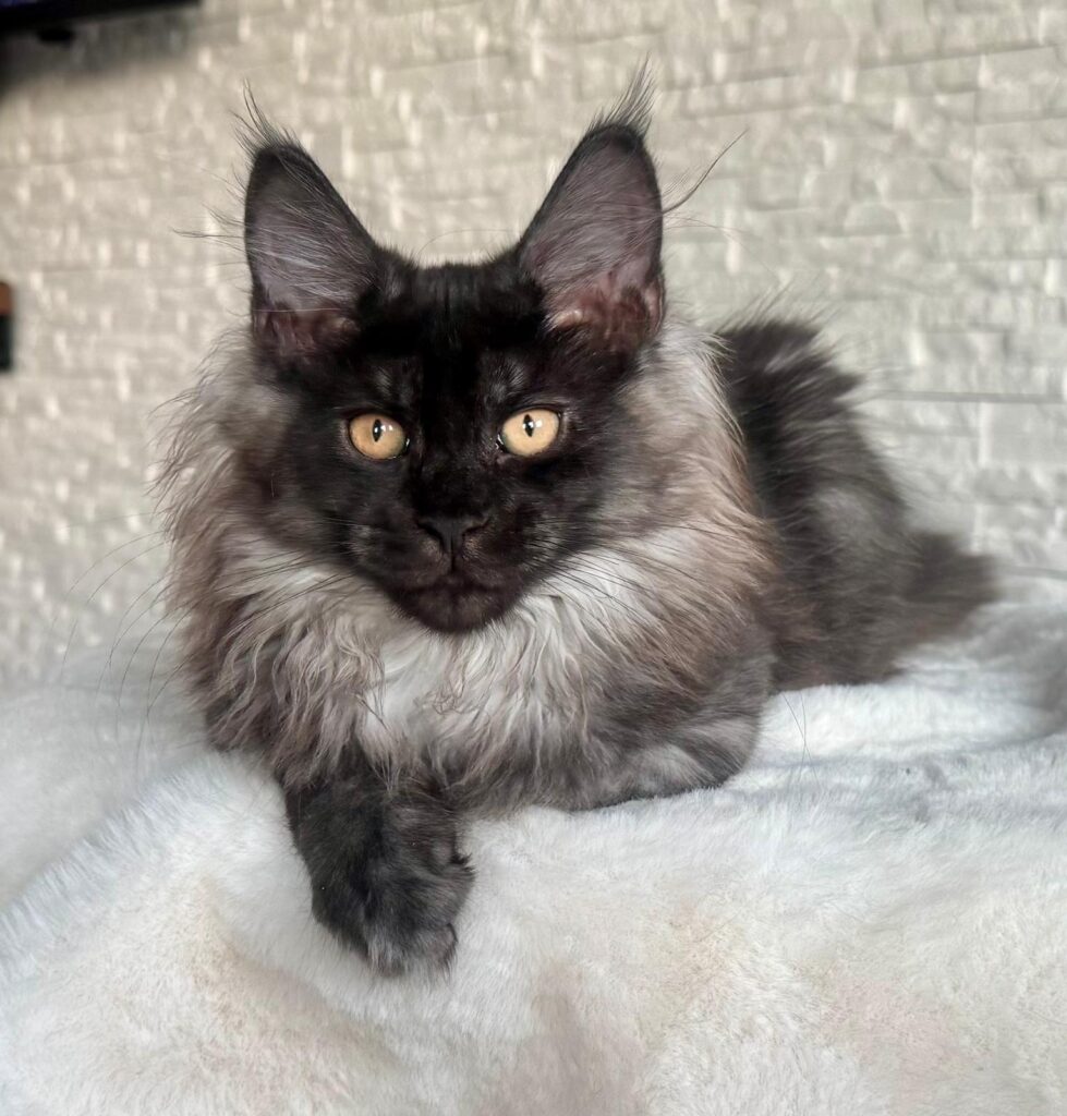 Hodowla Maine Coon Archiwum Miotów | Poprzednie Kocięta Maine Coon - Blue Mania 2