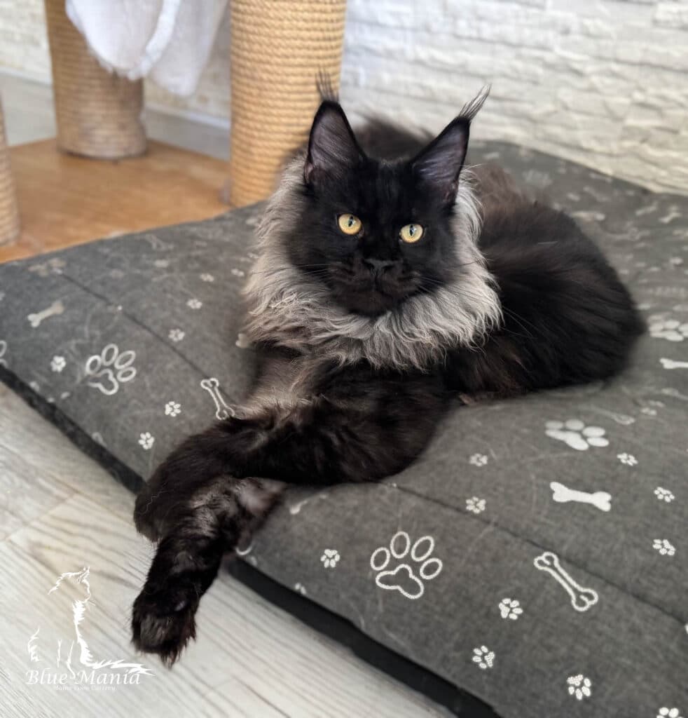 Hodowla Maine Coon Archiwum Miotów | Poprzednie Kocięta Maine Coon - Blue Mania 1