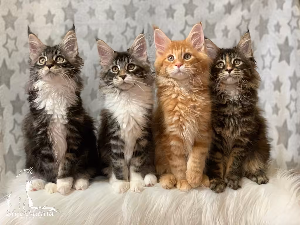 Cztery koty na tle gwiazdek. Sabotaż w tubce