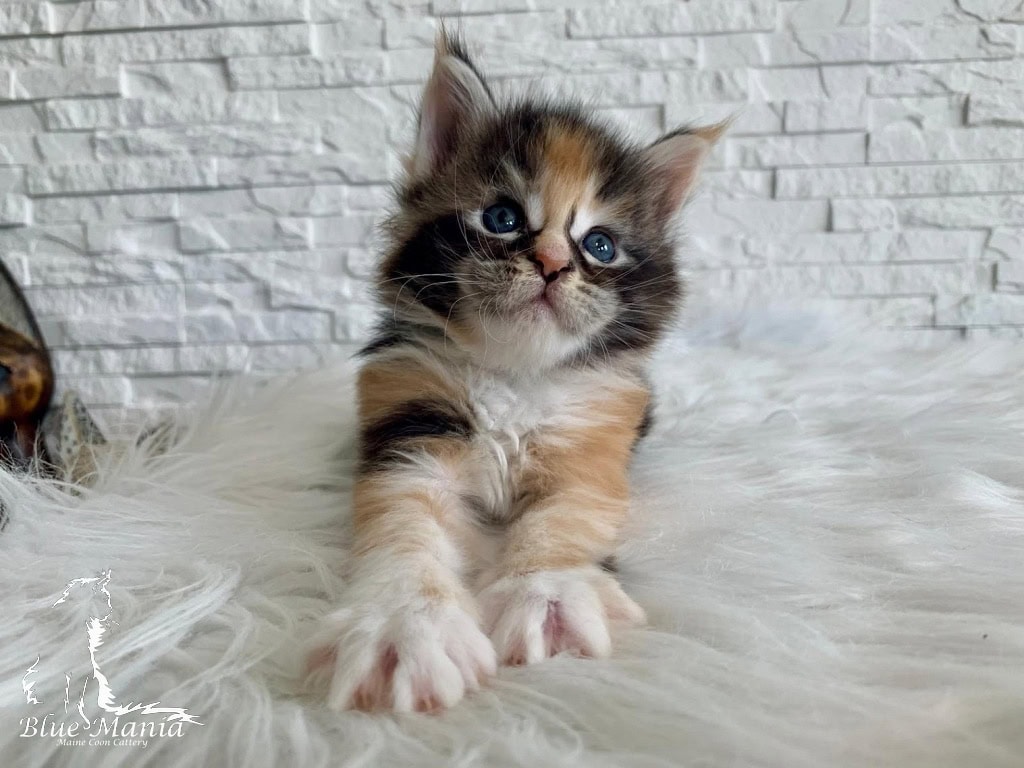 Hodowla Maine Coon Blue Mania*PL