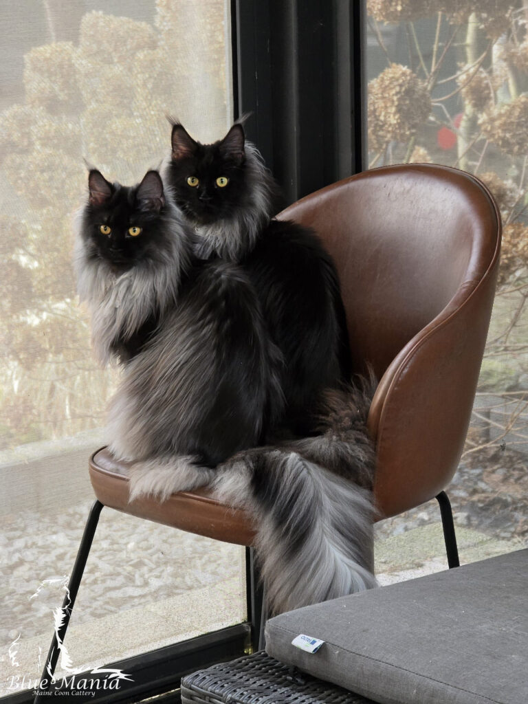 Archiwum Miotów | Poprzednie Kocięta Maine Coon - Blue Mania 1 Hodowla Maine Coon Archiwum Miotów | Poprzednie Kocięta Maine Coon - Blue Mania 1