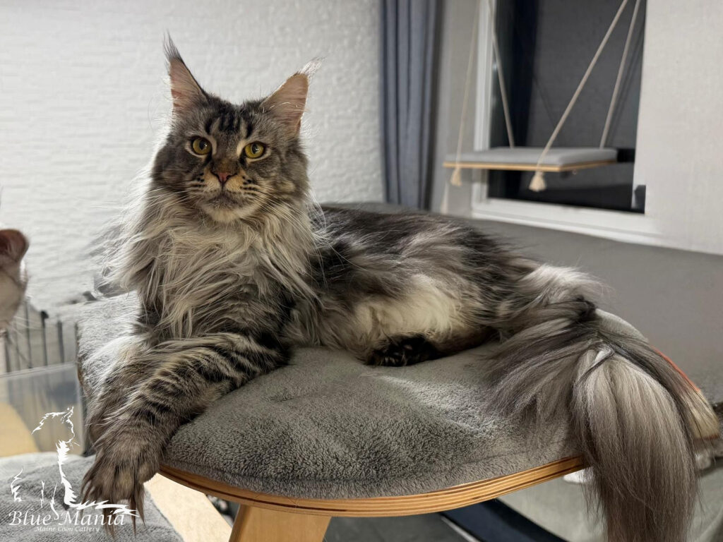 Stella Blue Aura*PL – kotka Maine Coon, MCO n 22